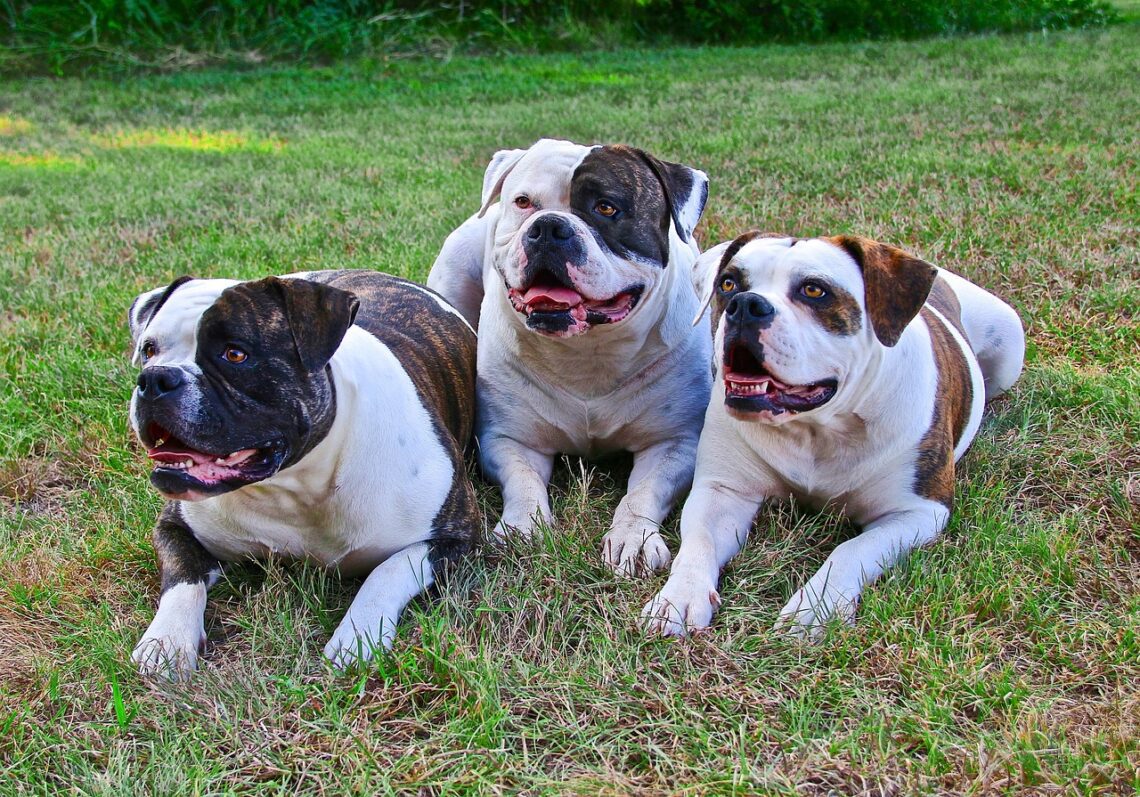 3 caini din rasa american bulldog stau intansi pe iarba