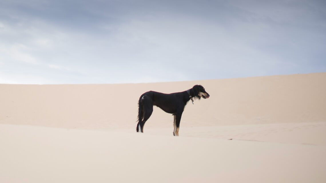 un caine Saluki ce sta p eo duna de nisip