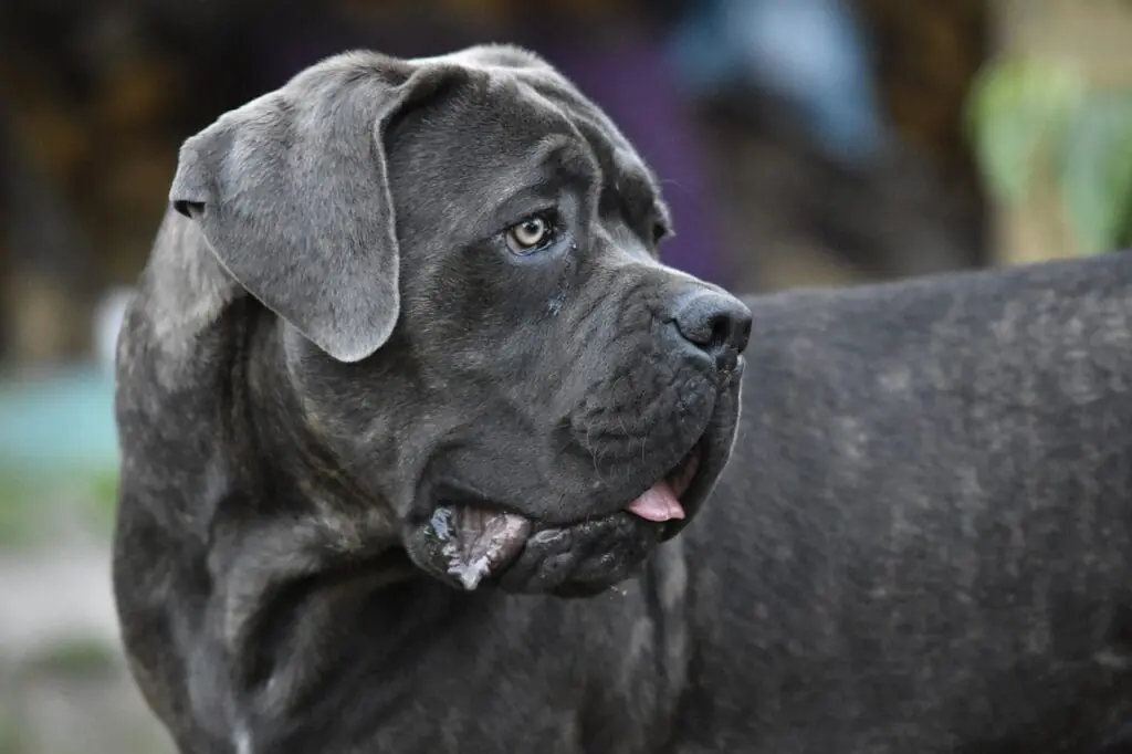 un cane corso negru ce se uita in spate