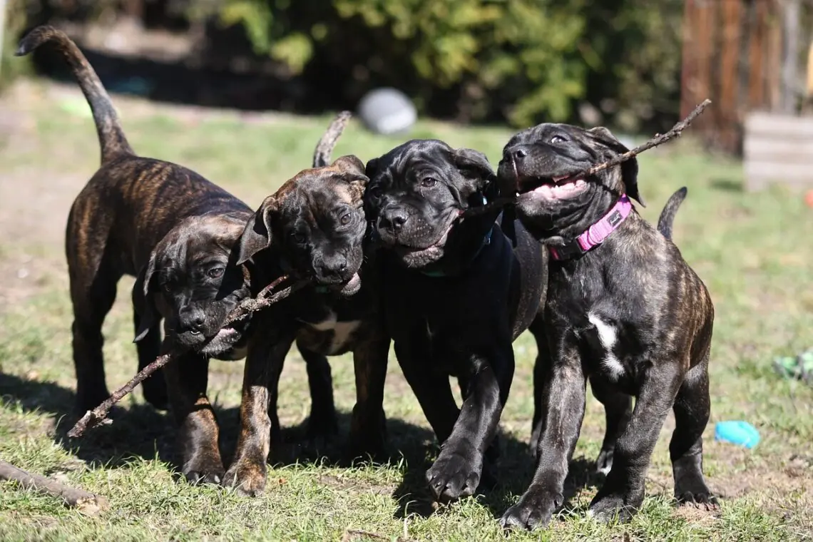 4 catelusi cane corso ce se joaca cu un bat