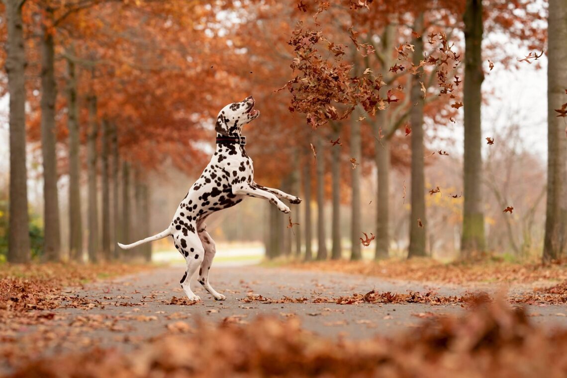 un caine dalmatian se se joaca cu frunze uscate intr-un parc toamna