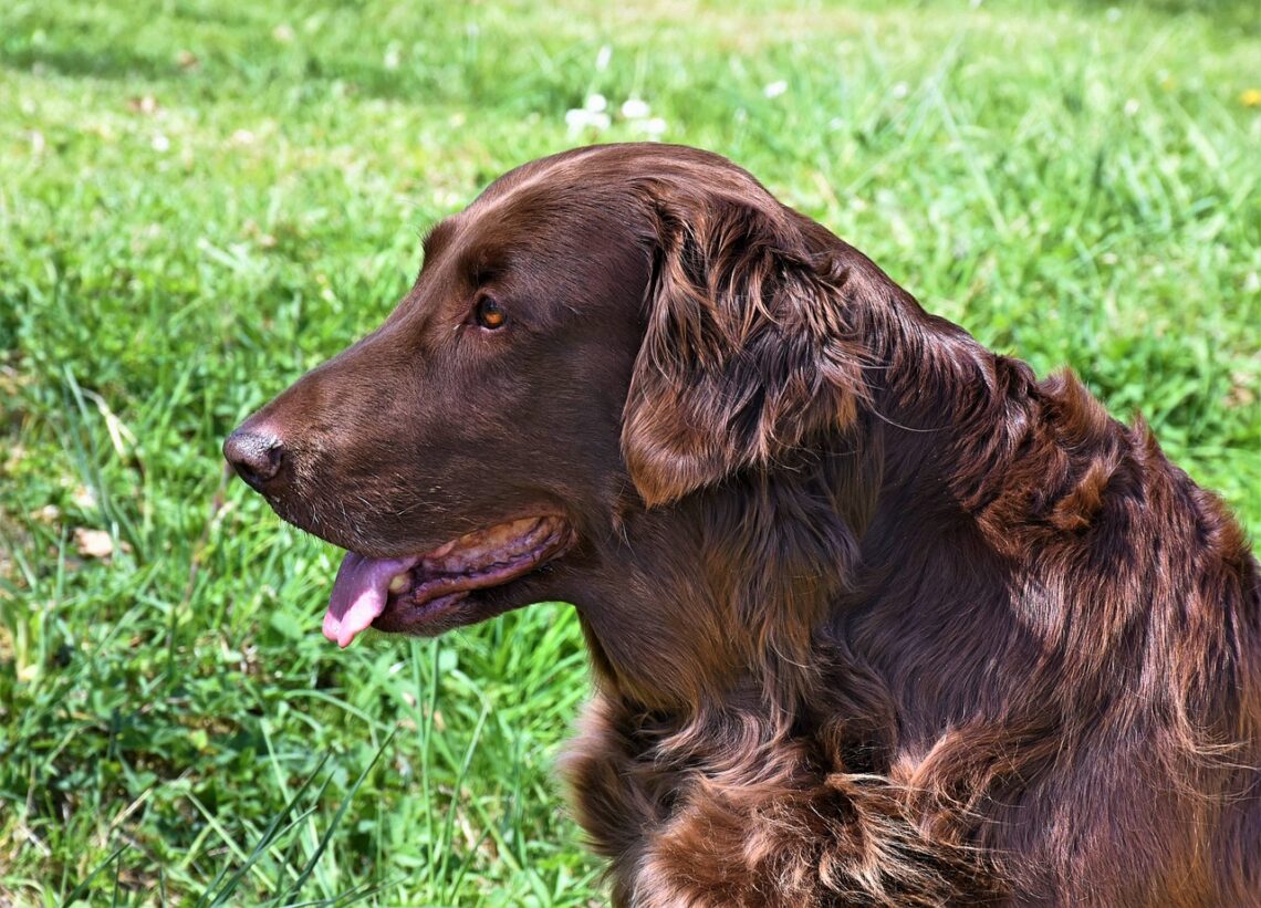 un caine din rasa irish setter ce sta pe iarba