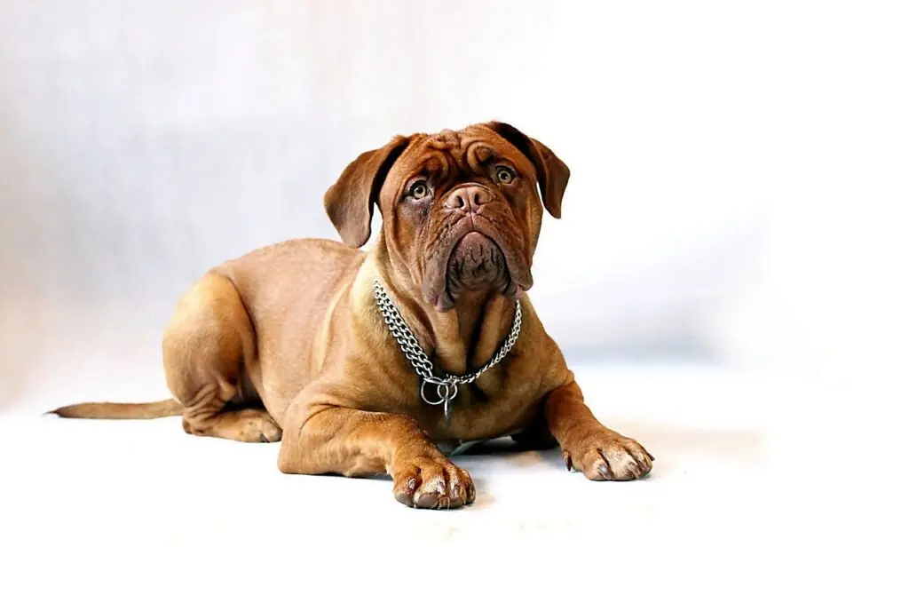 un Dog de Bordeaux care se uita la fotograf
