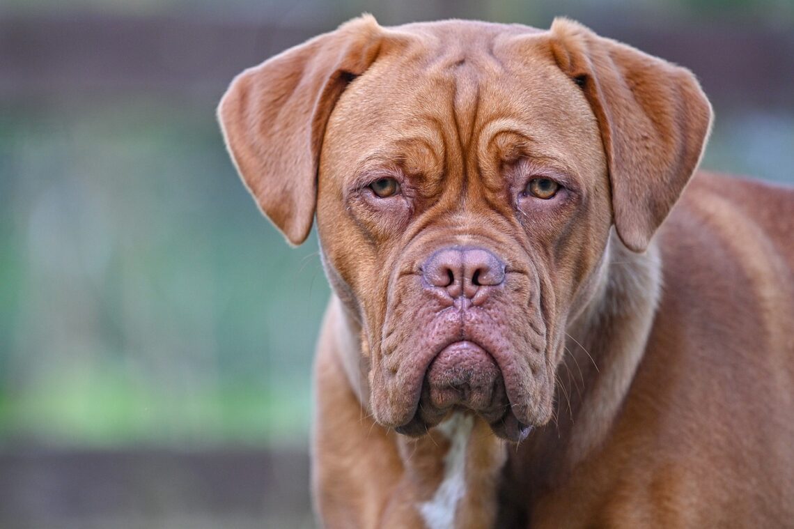 profilul unui Dog de Bordeaux