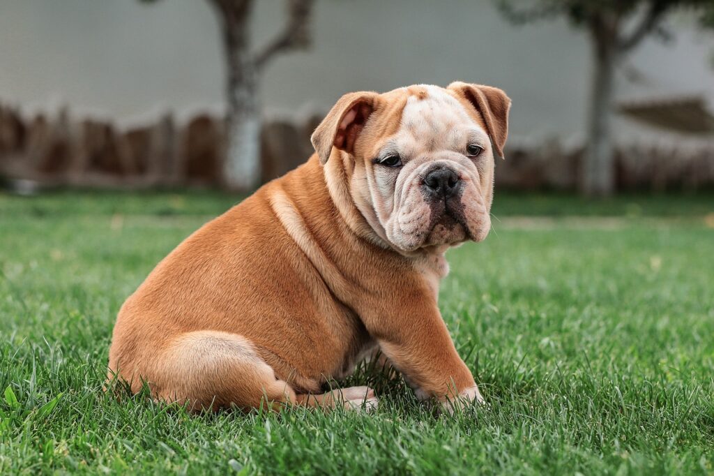 un bulldog englez ce sta pe iarba in parc