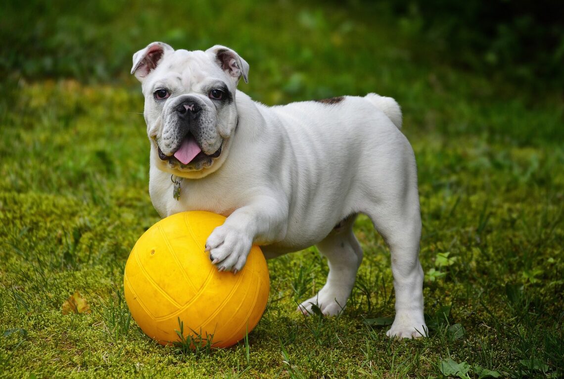 un bulldog englez se joaca cu o mingie portocalie
