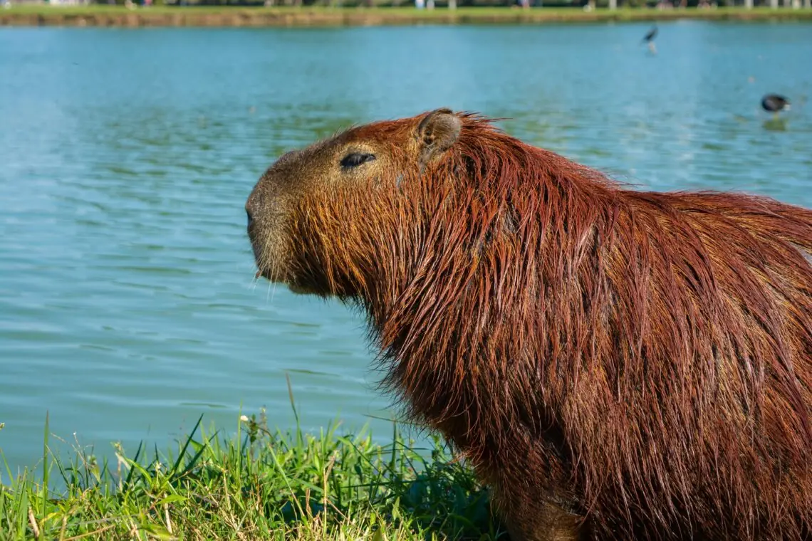 un capibara ce sta p emalul unui rau