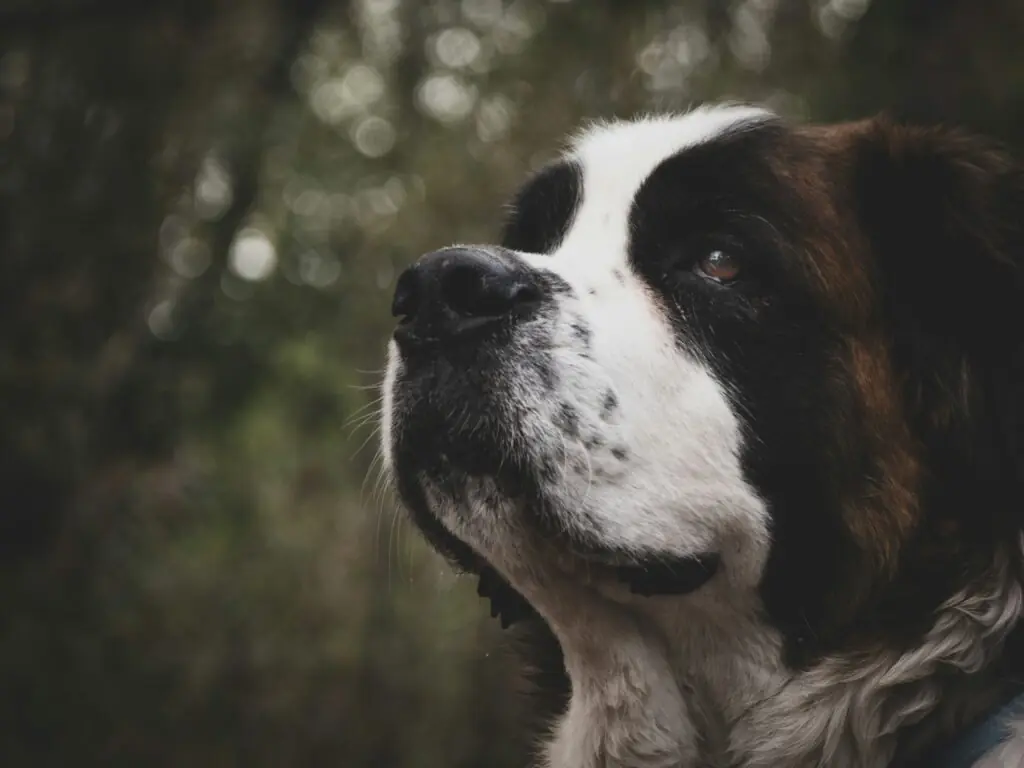 un Saint Bernard ce se uita la cer