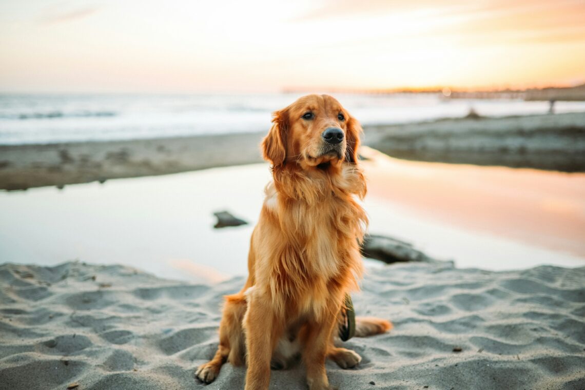 un Golden Retriever ce sta ascultator pe o plaja