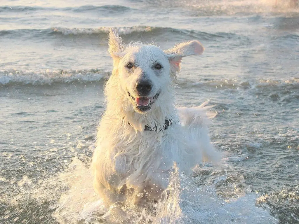 un Kuvasz ce se joaca in apa