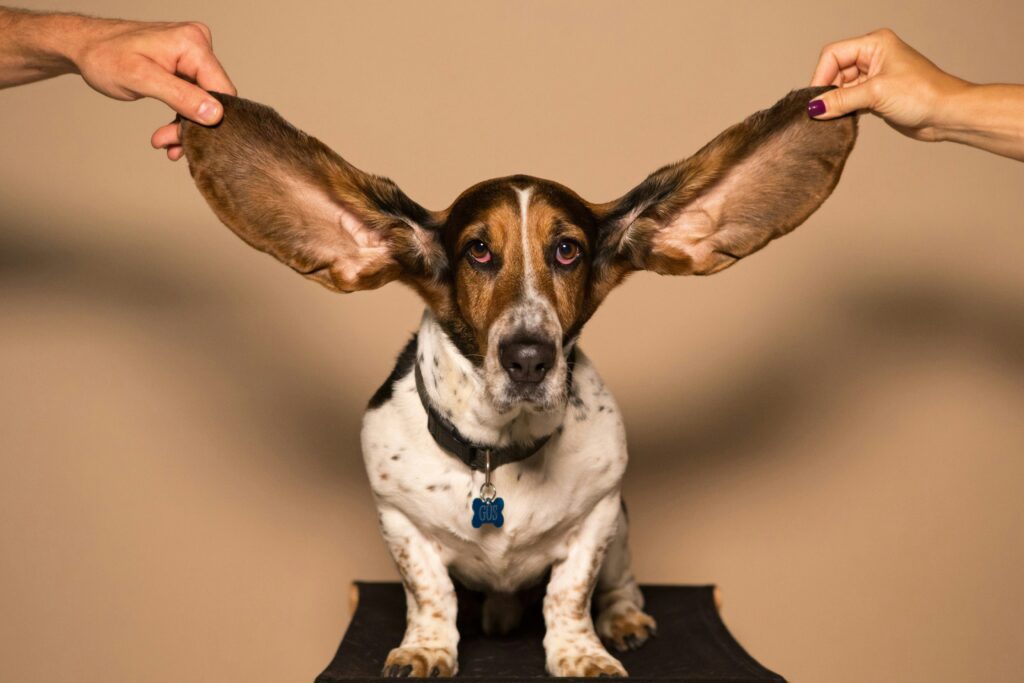 un Basset Hound tras de urechi de 2 sersoane