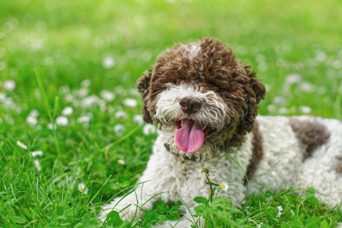 un caine din rasa Lagotto Romagnolo ce sta pe iarba cu limba scoasa