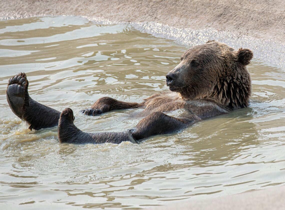 un urs grizzly ce se relaxeaza in apa