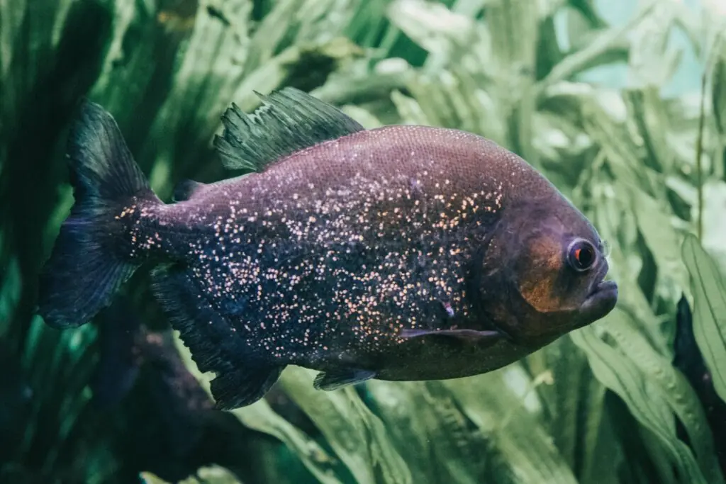 un peste piranha negru ce inoata printre plante acvatice