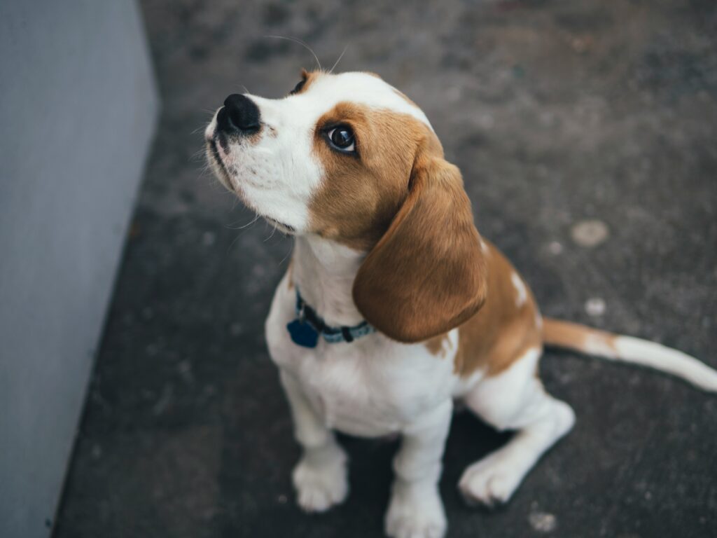 un Beagle ce se uita in sus, stand in sezut pe ciment