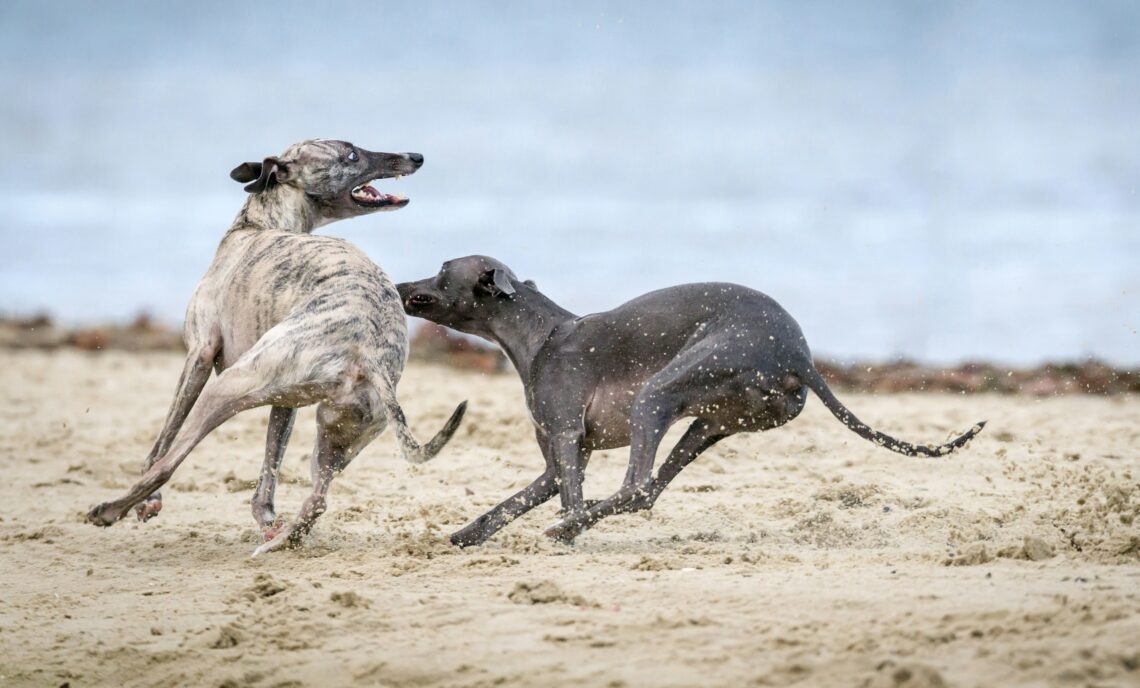 2 ogari greyhound ce se alearga pe o plaja