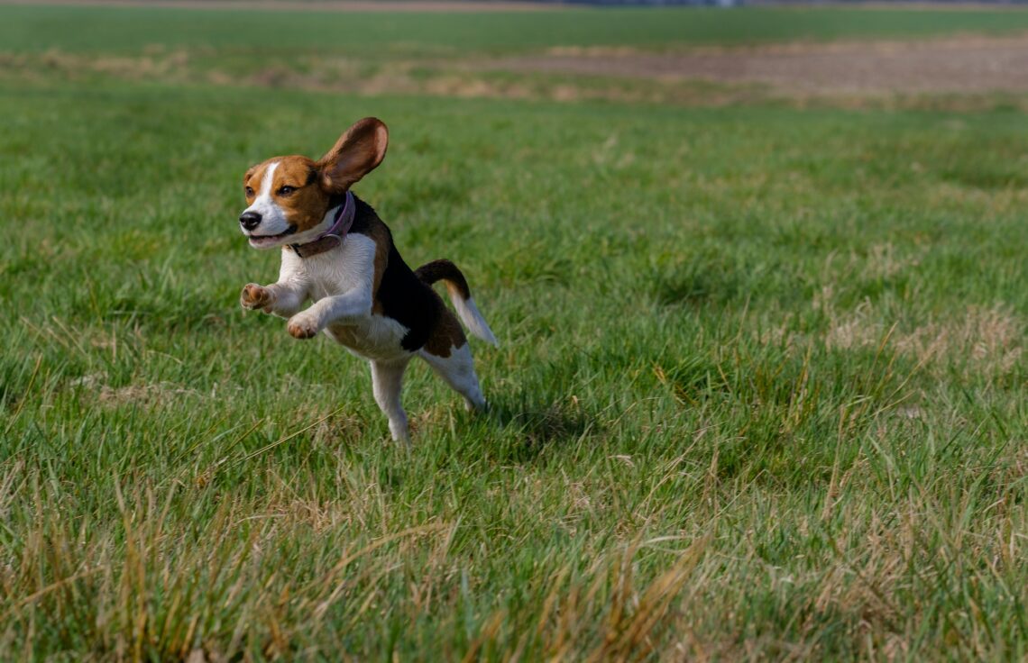 un Beagle ce sare in camp