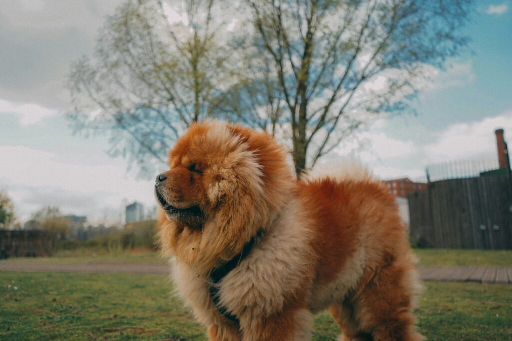 un Chow Chow care se plimba in parc