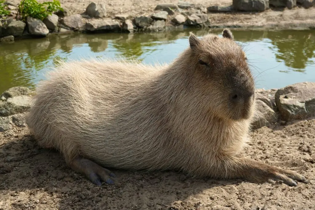 un capibara ce sta la soare pe malulu unuei balti