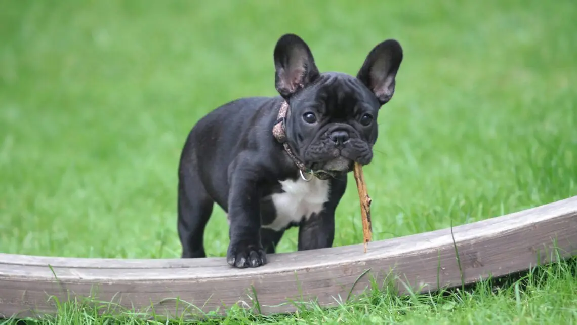un bulldog francez cu un bat in gura se joaca in parc