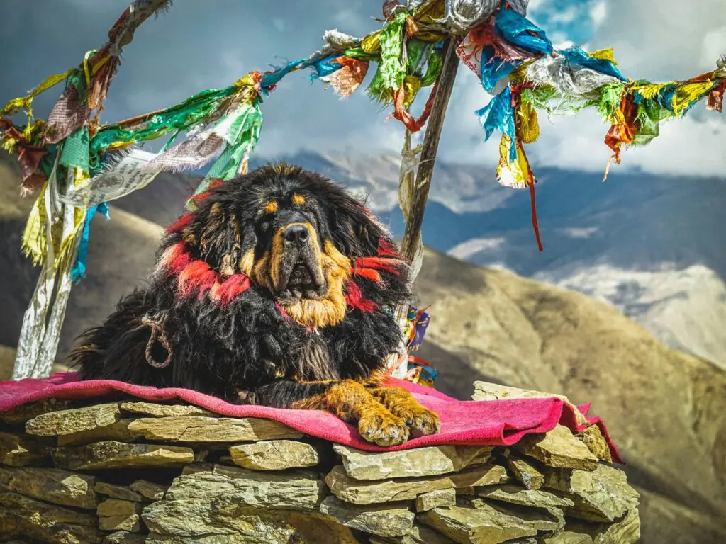 un mastiff tibetan ce sta pe un munte in tibet