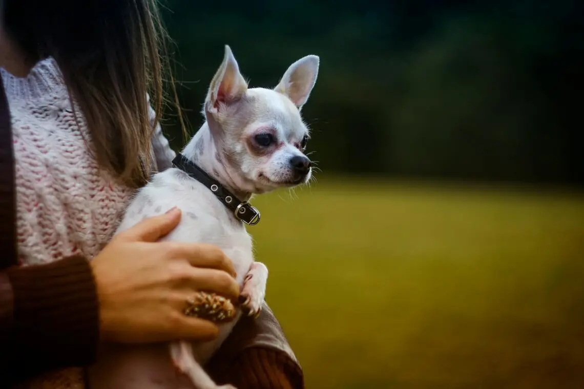 un Chihuahua ce sta in bratele stapanei