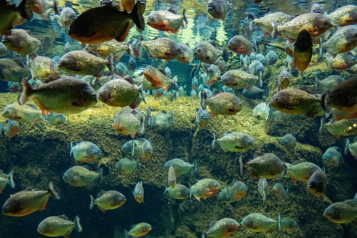 un grup de peste piranha ce inoata in formatie stransa