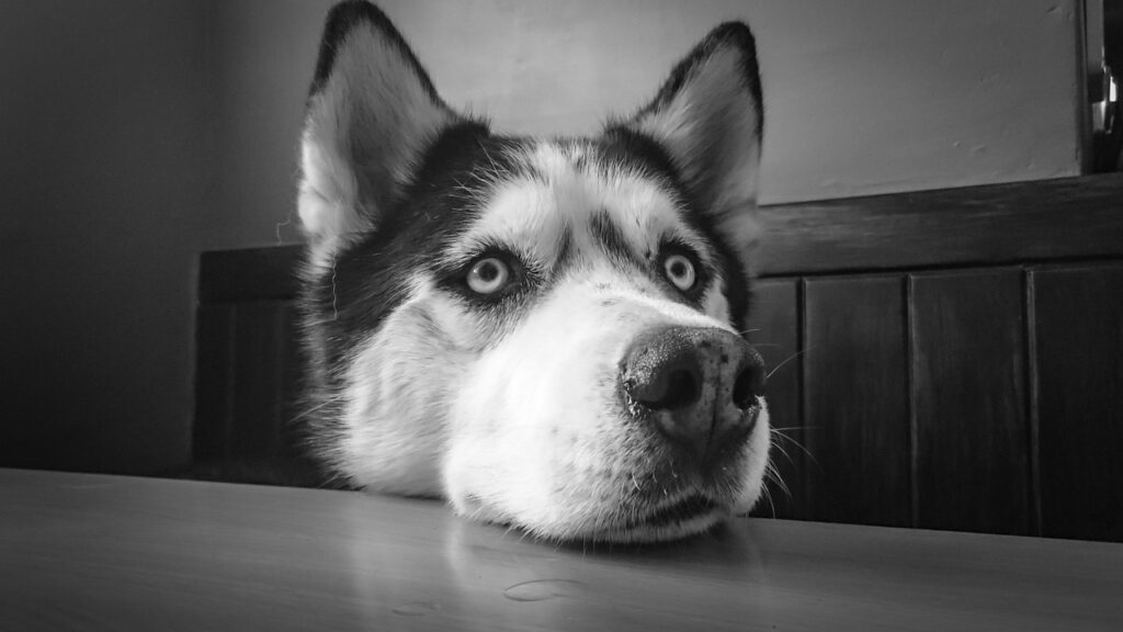 un Husky Siberian ce sta cu capul pe o masa si se uita la fotograf