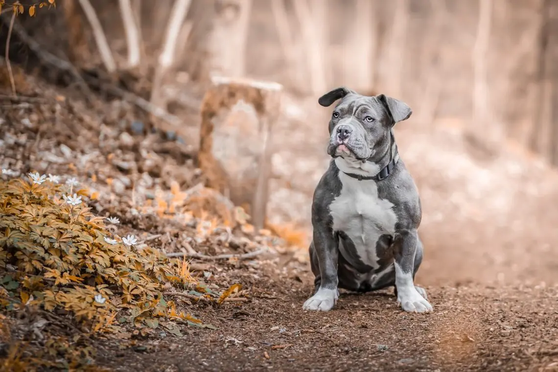 staffordshire bull terrier 7503208 1280