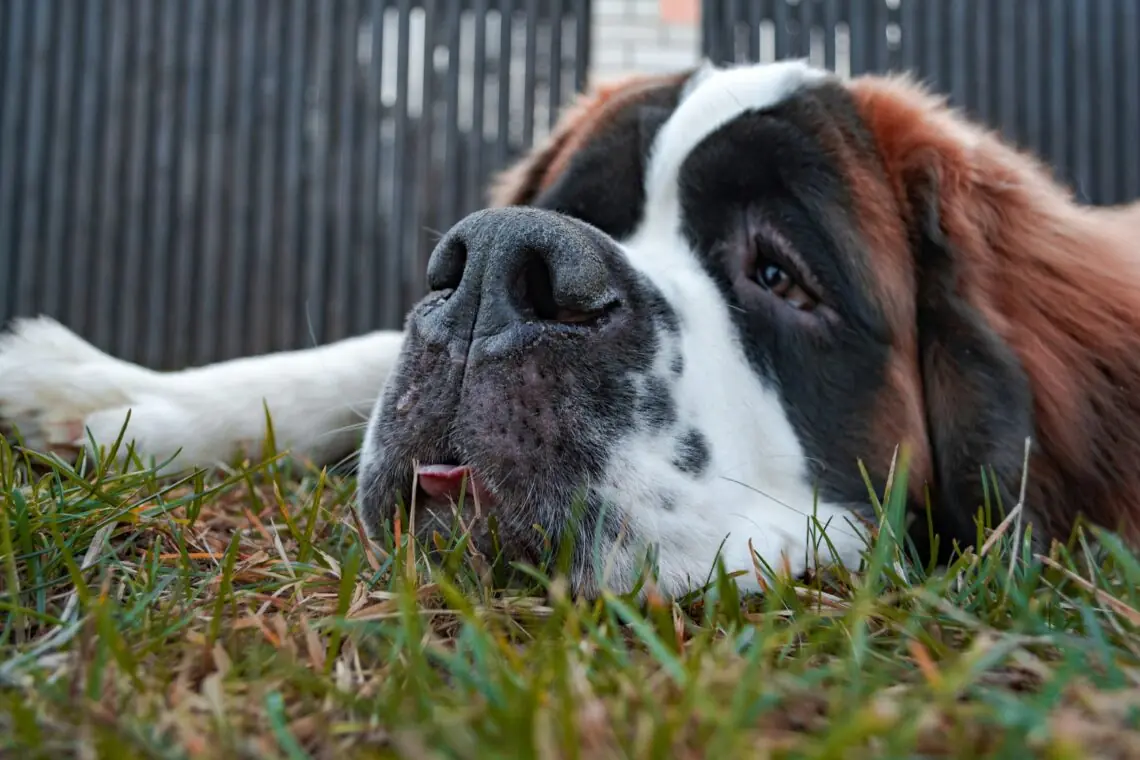 un Saint Bernard ce sta intins pe iarba