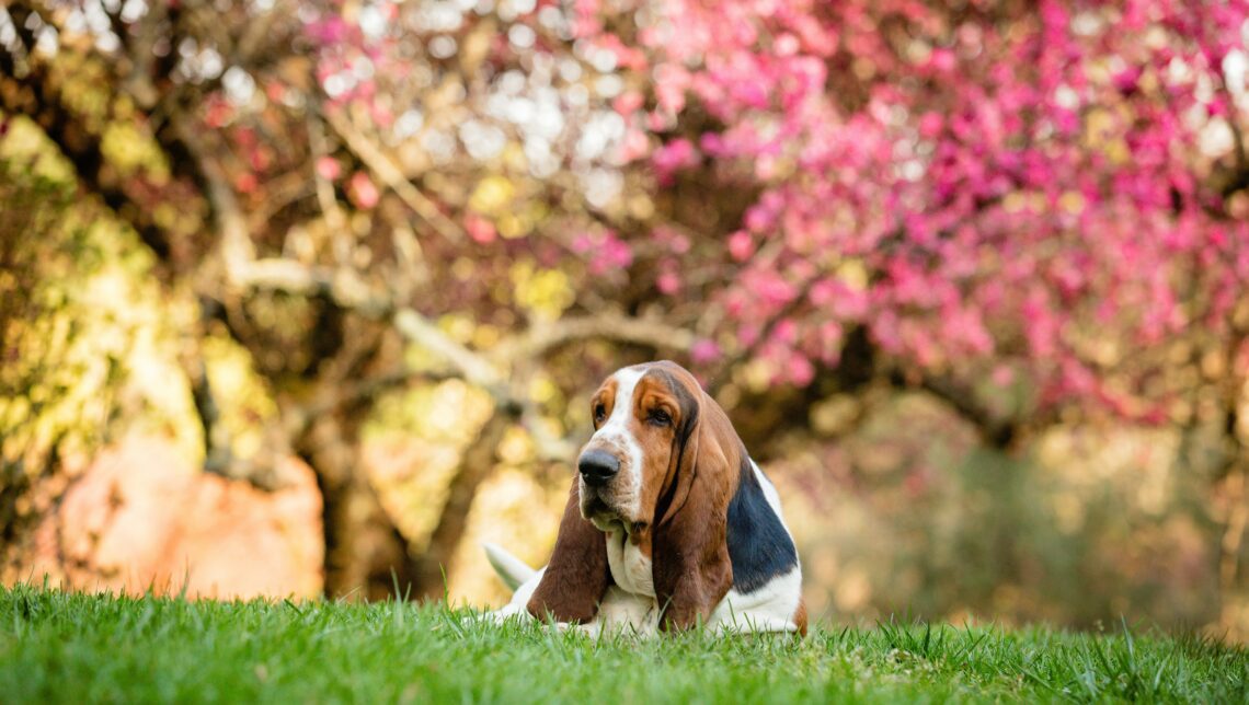 un caine Basset Hound ce sta tolanit pe iarba intr-un parc