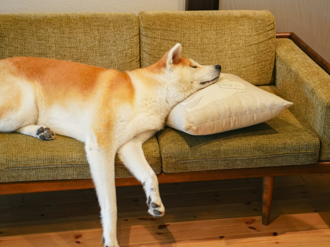 un caine tosa inu care doarme pe canapea