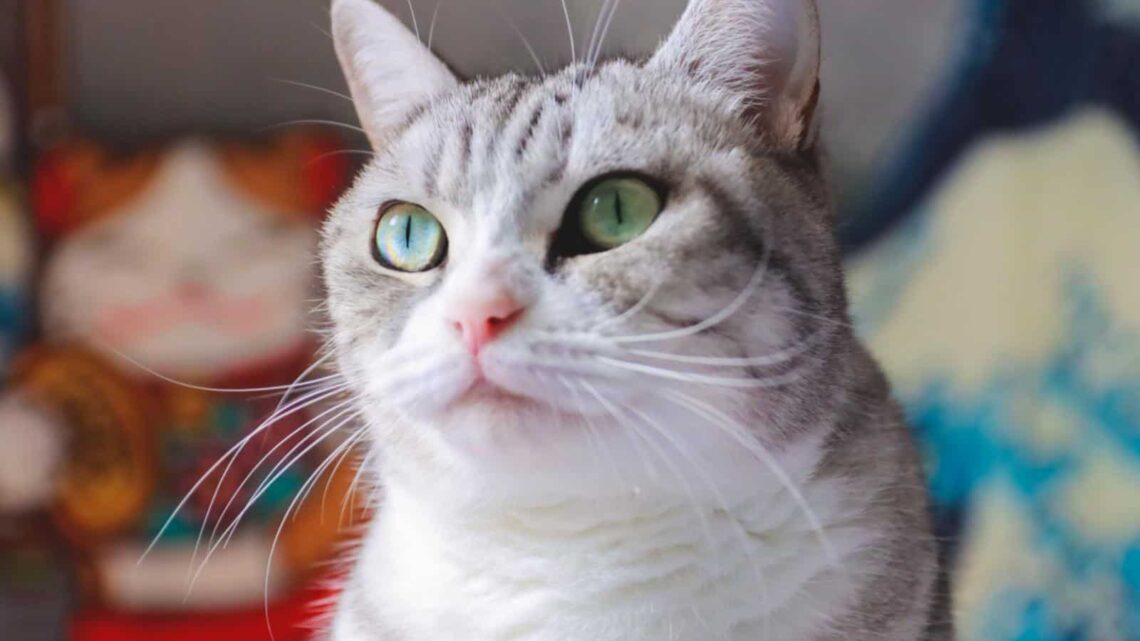 portretul unuei pisici American Shorthair