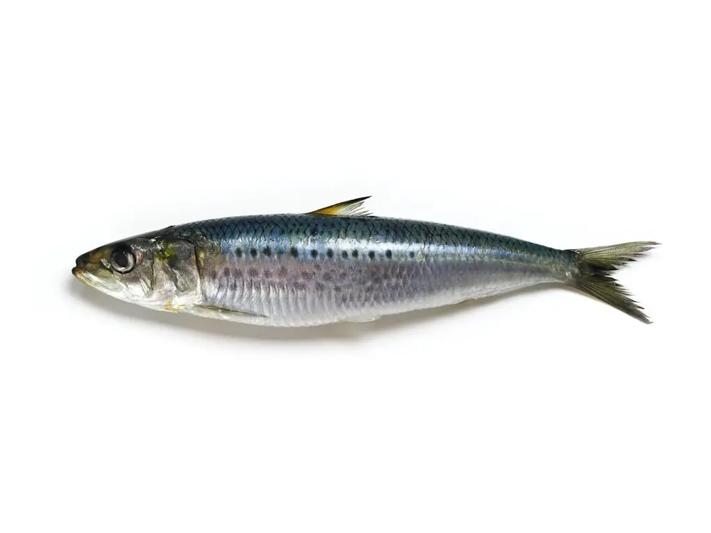 o sardina