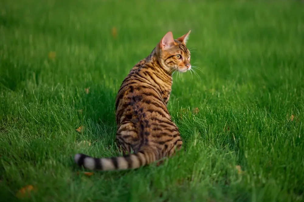 o pisica toyger ce sta pe gazon