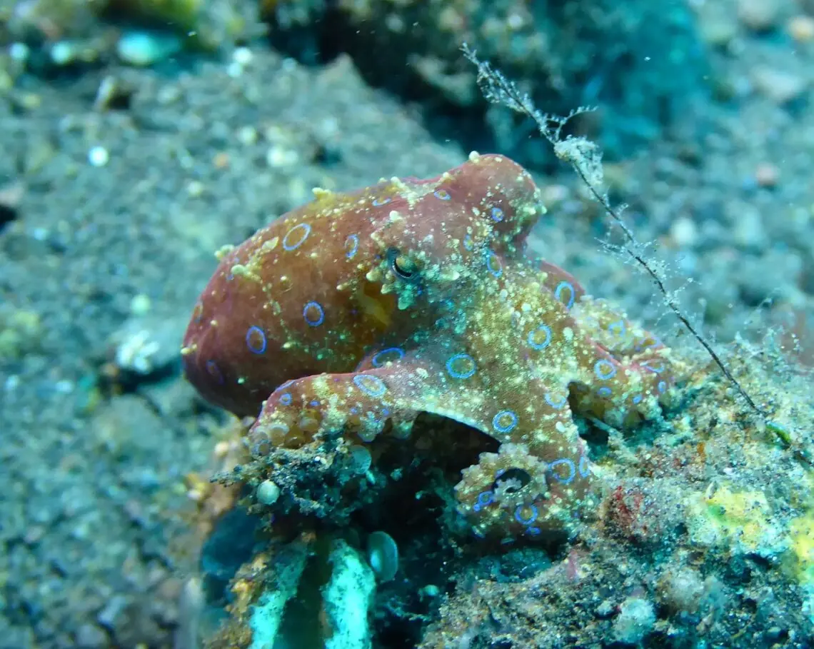 o caracatita cu inel albastru ce sta printre corali