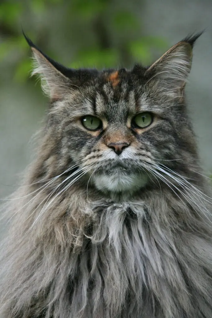 o pisica Maine Coon