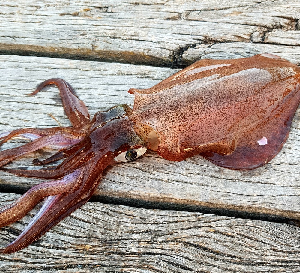 un calamar scos din apa, asezat pe un doc de lemn