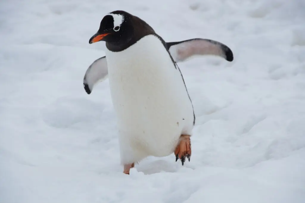 un pinguin ce merge pe zapada