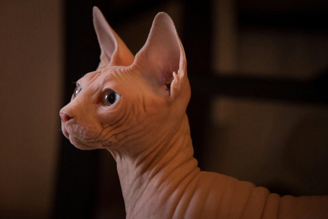 portretul unui pisici Sphynx