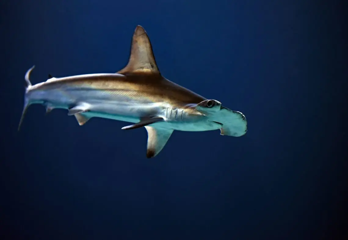 un rechin ciocan ce inoata in ocean