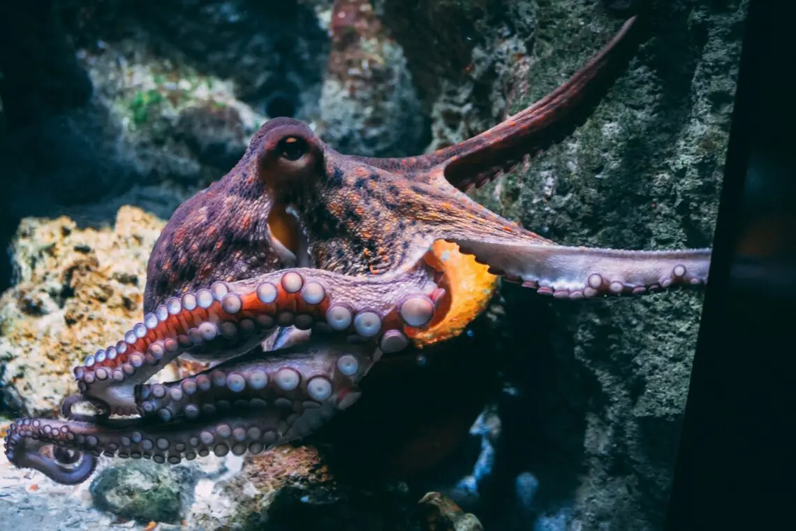 o caracatita uriasa langa o multime de corali