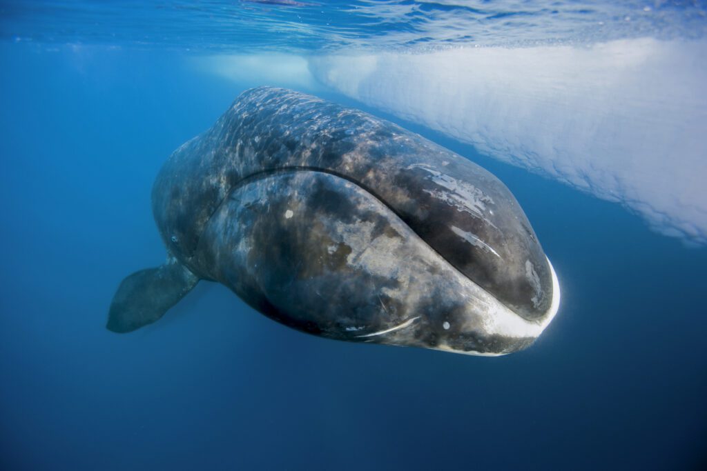 o balena de groenlanda ce inoata aproape de un ghetar