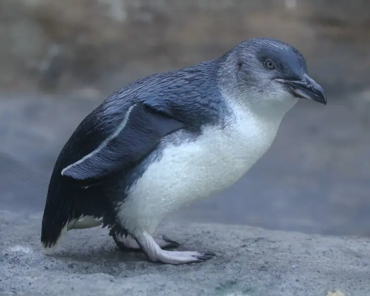 un pinguin pitic pe o roca