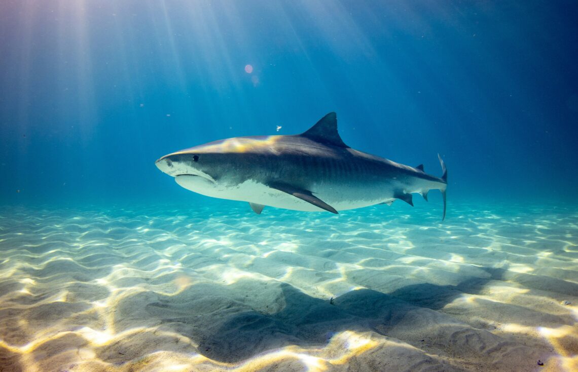 o imagine cu un rechin tigru ce inoata in apa nu foarte adanca
