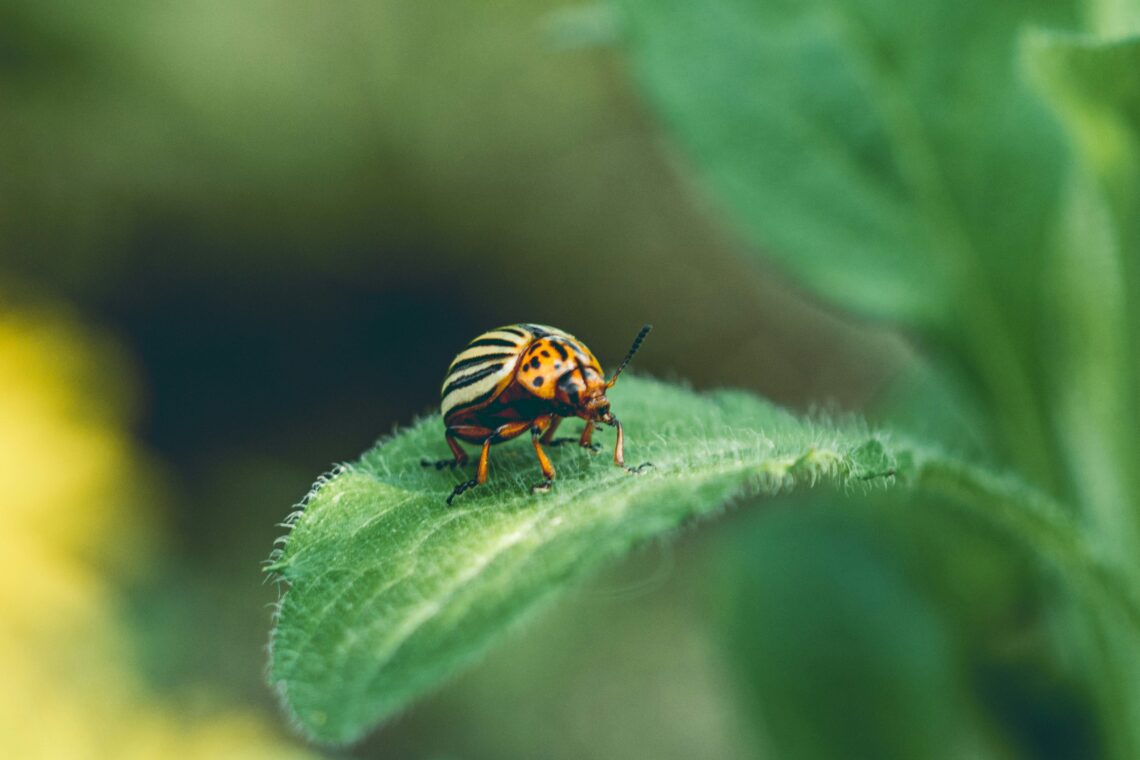 un gandac de colorado ce sta pe o frunza verde