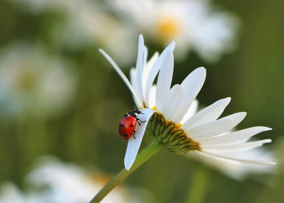 o buburuza se incearca sa se urce intr-o floare alba