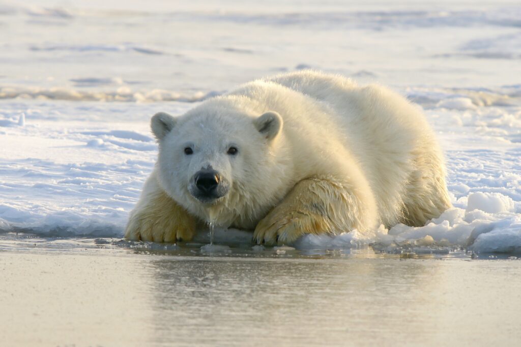 un urs polar ce sta pe geata la marginea apei