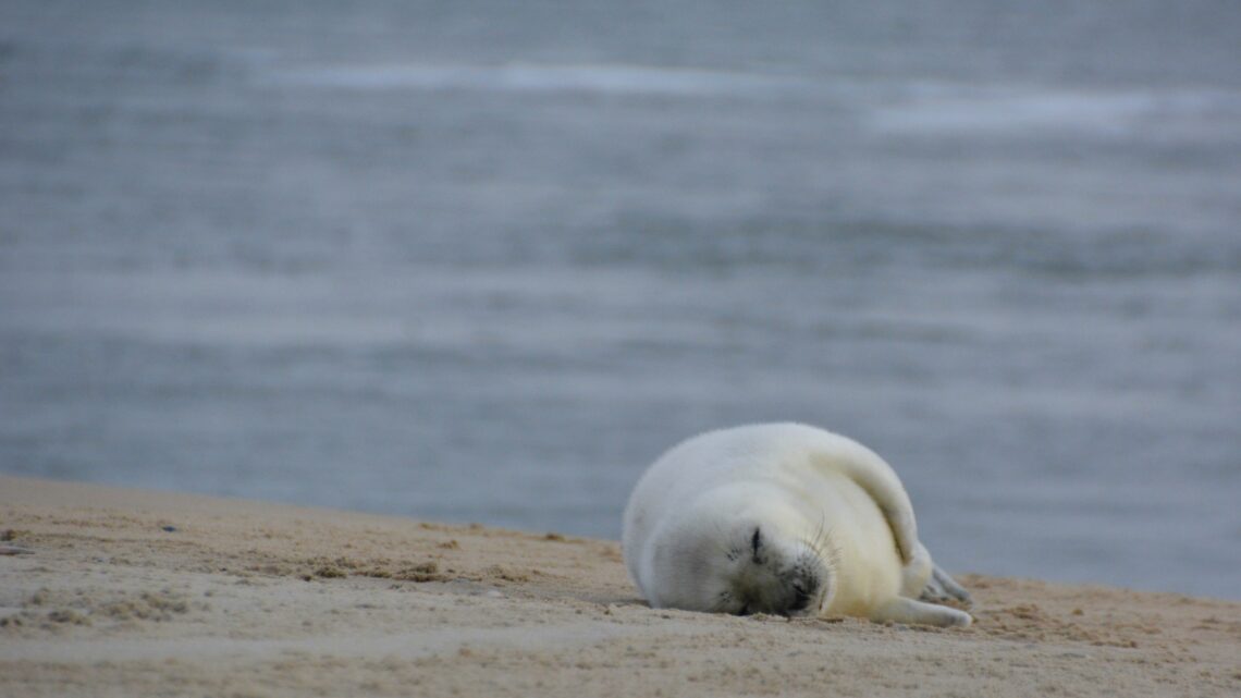 o foca polara ce doarme pe plaja