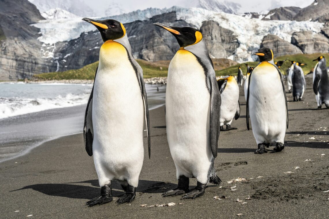 un grup de pinguini ce merg pe plaja catre ocean